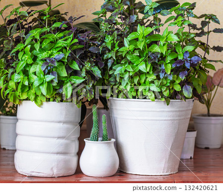 Basil grows in a large white pot as an ornamental plant, basil is widely used in cooking and as an ornamental plant Basil grows in a large white pot as an ornamental plant, basil is widely used in cooking and as an ornamental plant 132420621