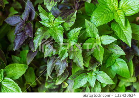 Green and purple basil grows in place, basil is widely used in cooking and as an ornamental plant Green and purple basil grows in place, basil is widely used in cooking and as an ornamental plant 132420624