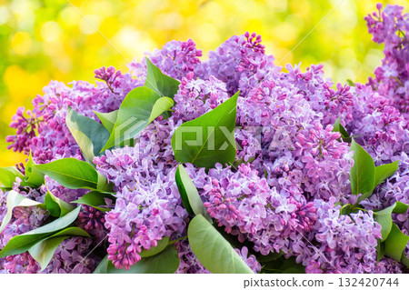 purple lilac in blossom. beautiful floral background in spring purple lilac in blossom. beautiful floral background in spring 132420744