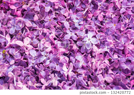 floral texture of syringa. spring background of fallen common lilac petals floral texture of syringa. spring background of fallen common lilac petals 132420772