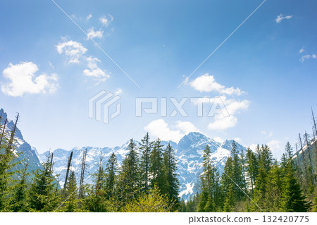 fir forest of high tatra mountain in spring. nature scenery with blue sky above majestic rock peak. beautiful alpine travel destination of europe. picturesque outdoor adventure in poland fir forest of high tatra mountain in spring. nature scenery with blue sky above majestic rock peak. beautiful alpine travel destination of europe. picturesque outdoor adventure in poland 132420775