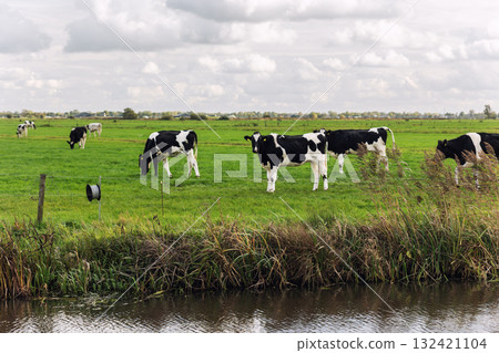 Scenic black white Friesian Holstein cows graze green pasture at small canal under cloudy sky at Netherlands. Dutch rural landscape open fields calm atmosphere traditional farming countryside life Scenic black white Friesian Holstein cows graze green pasture at small canal under cloudy sky at Netherlands. Dutch rural landscape open fields calm atmosphere traditional farming countryside life 132421104