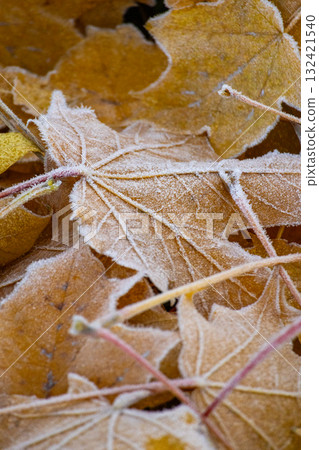Close-up of pile of yellow maple leaves covered with frost. concept of autumn and beauty of nature Close-up of pile of yellow maple leaves covered with frost. concept of autumn and beauty of nature 132421540