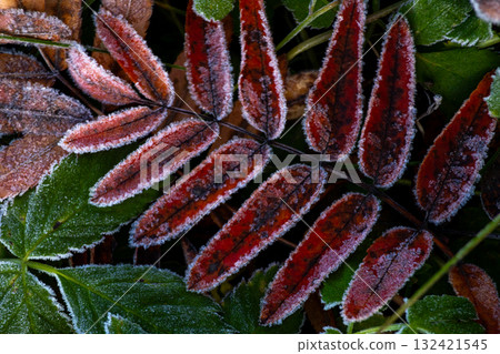 Close-up of a pile of leaves covered with frost. The leaves are brown and the frost is white.  132421545
