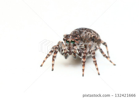雌性白斑跳蛛 雌性白斑跳蛛 132421666