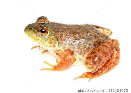 Young bullfrog 132421670
