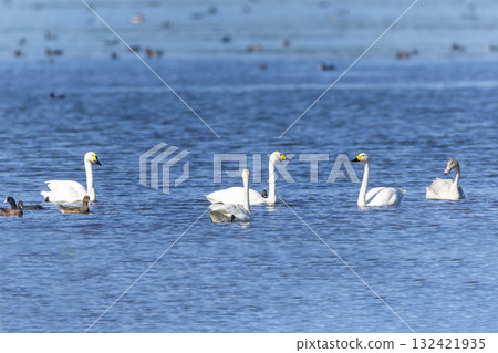 一隻天鵝飛入湖中 132421935