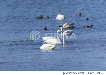 一隻天鵝飛入湖中 一隻天鵝飛入湖中 132421936