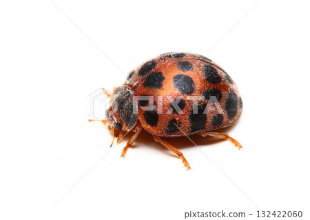 甲殼蟲，Epilachna瓢蟲 132422060