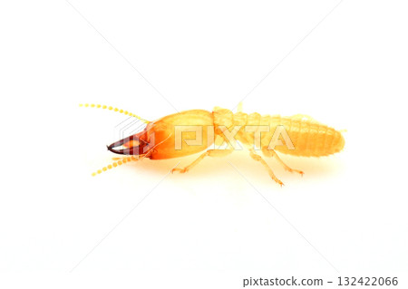 Japanese Termite Soldier 132422066