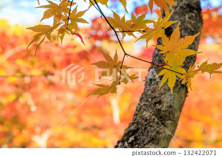 Autumn leaves 132422071