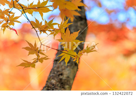 Autumn leaves 132422072