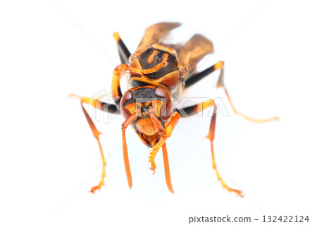 Queen Polistes wasp seen from the front 132422124