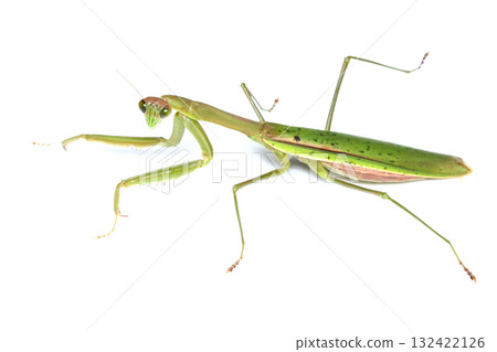 Female praying mantis (mantis) Female praying mantis (mantis) 132422126