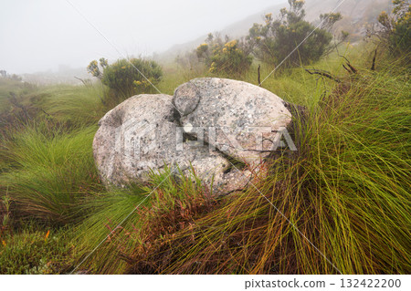Local flora - grass and small bushes, most of it endemic to Madagascar growing in Andringitra National Park as seen during trek to peak Boby Local flora - grass and small bushes, most of it endemic to Madagascar growing in Andringitra National Park as seen during trek to peak Boby 132422200