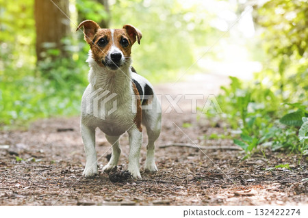 Small Jack Russell terrier standing on forest road, looking attentively to camera, her fur wet from swimming, sun lit trees background 132422274