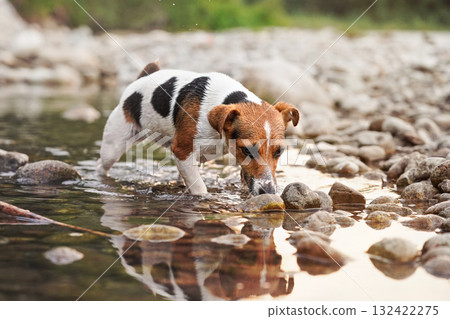 Small Jack Russell terrier dog walks over round white stones in shallow water, afternoon sun reflects on surface Small Jack Russell terrier dog walks over round white stones in shallow water, afternoon sun reflects on surface 132422275