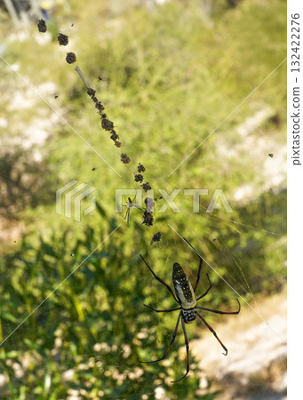 Large red legged golden orb weaver spider female - Nephila inaurata madagascariensis, resting on her nest, sun over blurred bushes in background 132422276