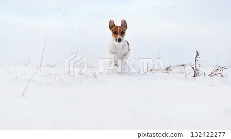 Jack Russell terrier running over snow covered field towards camera, her ears flying up in air 132422277