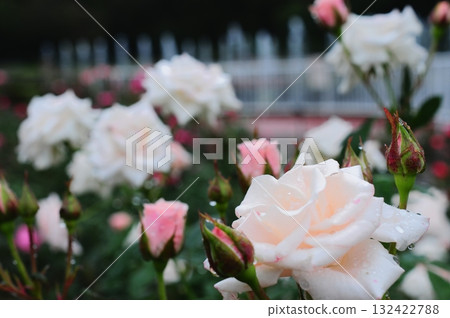 一朵美麗的玫瑰在雨中綻放 一朵美麗的玫瑰在雨中綻放 132422788