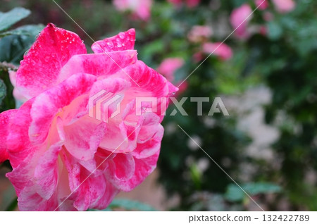 一朵美麗的玫瑰在雨中綻放 132422789