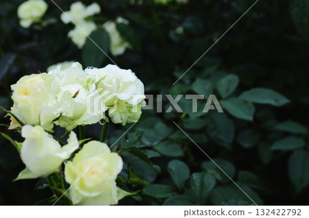 一朵美麗的玫瑰在雨中綻放 132422792