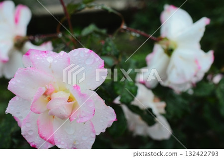 一朵美麗的玫瑰在雨中綻放 132422793