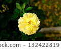 Yellow rose Yellow rose 132422819