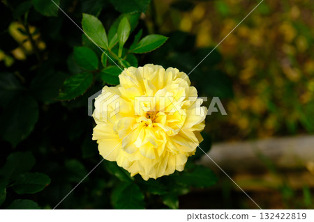 Yellow rose Yellow rose 132422819