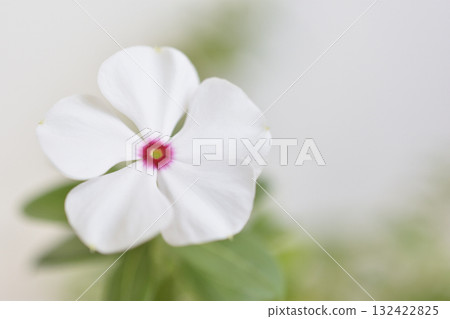 每日草 每日草 132422825