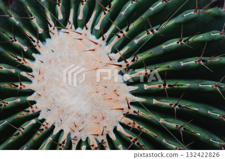 Spiky cactus spines 132422826