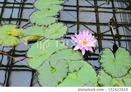 Landscape with lotus flowers 132422828