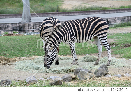 景觀與斑馬 景觀與斑馬 132423041
