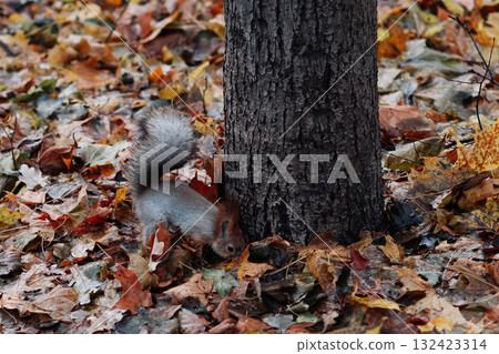 A red squirrel in the autumn forest in its natural habitat. A close-up portrait of a squirrel. The forest is full of muted colors on the eve of winter. A red squirrel in the autumn forest in its natural habitat. A close-up portrait of a squirrel. The forest is full of muted colors on the eve of winter. 132423314
