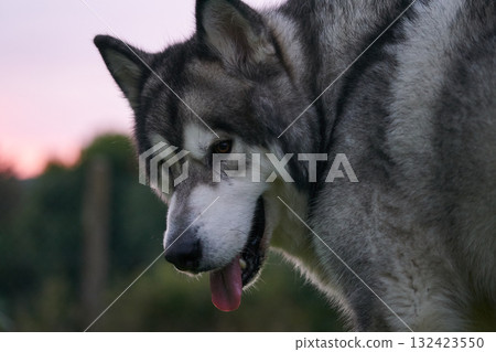 Beautiful Alaskan malamute dog sitting. Selective focus, blank space Beautiful Alaskan malamute dog sitting. Selective focus, blank space 132423550