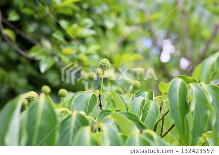Cute mountain ash fruit 132423557