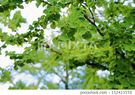 清新的桂葉 132423559