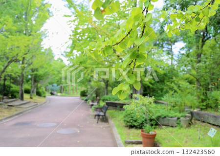 清新的桂葉 132423560