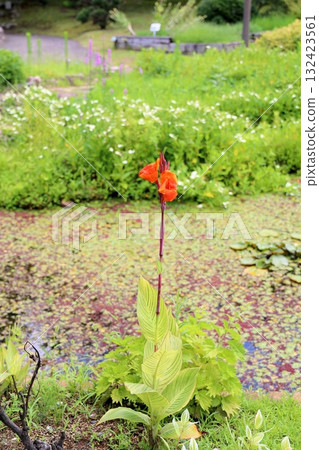Vivid Canna Flowers 132423561