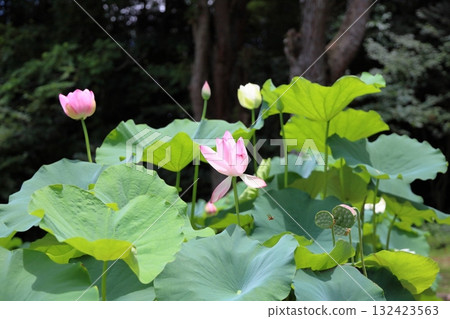 Cute lotus flower Cute lotus flower 132423563