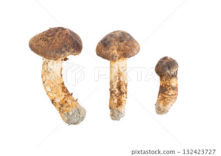 Three domestic matsutake mushrooms, a taste of autumn - cutouts Three domestic matsutake mushrooms, a taste of autumn - cutouts 132423727