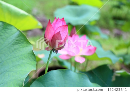 可愛的蓮花 可愛的蓮花 132423841