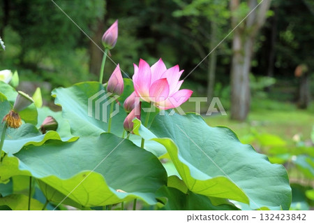 可愛的蓮花 可愛的蓮花 132423842