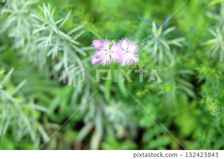 Autumn Seven Herbs: Dianthus arvensis flower 132423843