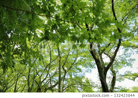 Refreshing maple leaves Refreshing maple leaves 132423844