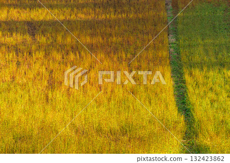 Sunshine in the buckwheat fields Sunshine in the buckwheat fields 132423862
