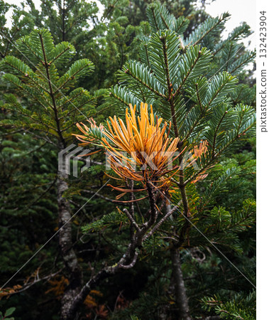 長野縣八嶽山脈北橫山的初秋落葉點亮了山針 長野縣八嶽山脈北橫山的初秋落葉點亮了山針 132423904