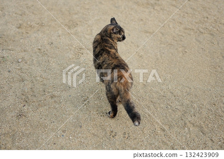 Rusty cat playing in the square Rusty cat playing in the square 132423909