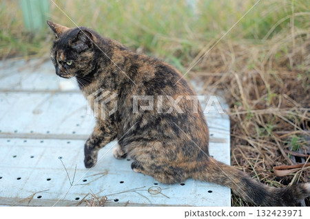 Rusty cat playing in the square Rusty cat playing in the square 132423971
