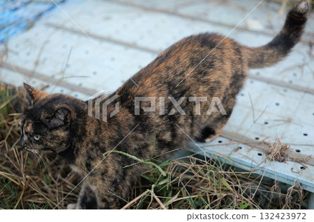 Rusty cat playing in the square Rusty cat playing in the square 132423972